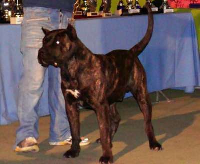 COYOTE DE SAMCOR
