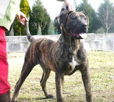 BORIS DE ZOOCOSMOS (BRUNO)