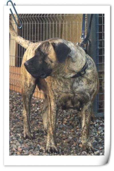 ELLESMERA BALUARTE DE LOS PERROS
