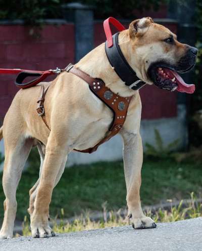 ARMY OF ONE TRANSYLVANIAN LEGACY CANARIO