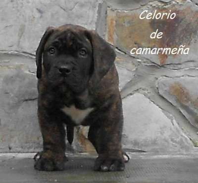 CELORIO DE CAMARMENA