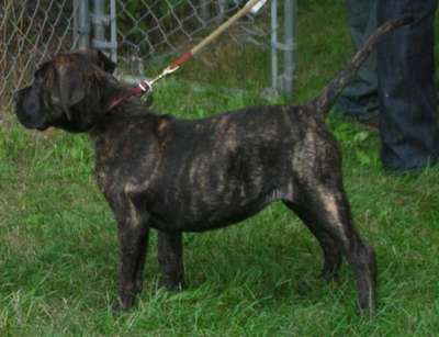 A'STELLA GREJON KENNEL