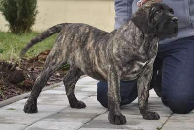 A-BELLA DARIA PRESA CANARIO