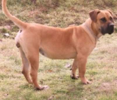 PEPA DE BARNACAN BULL