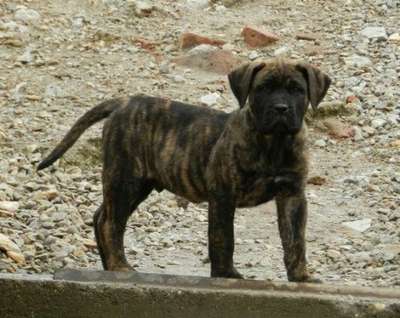 PERROS CANARIOS OROS ECTOR