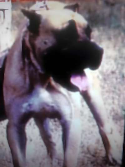 CANARIO DE ALEXIS RODRIGUEZ