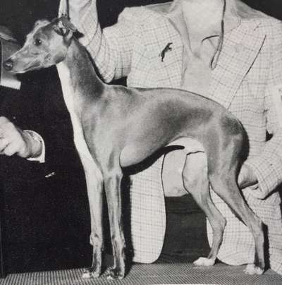 Bevsoni's Giacomo D'Vinsan