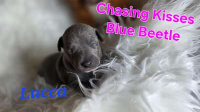 Chasing Kisses Blue Beetle