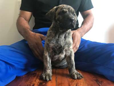IRON PRESS KENNELS CIROC