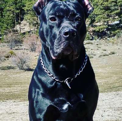 LEO DE KING ZULU