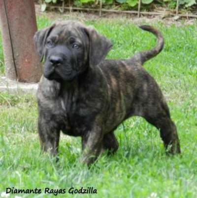 DIAMANTE RAYAS GODZILLA