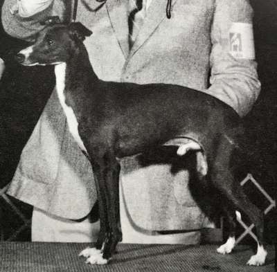 Elysee's Hershell Bernardi