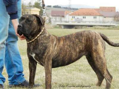 TARRA DE SPALATO BULL