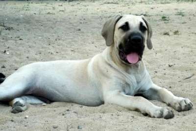 MALACHITO CABALLERO CANARIO