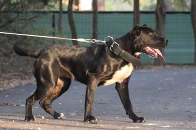 FNLY'S BAGHEERA