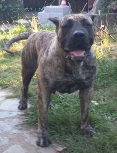KENIA DE LA JACHA