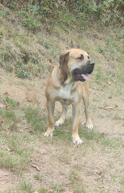 BRUTUS