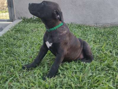 KOBE DE BLACKSTONE