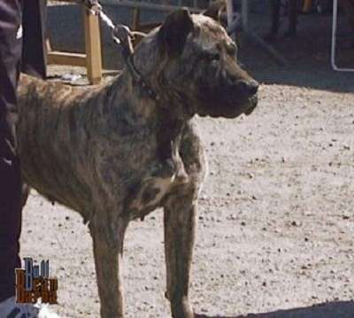 ARUMA DE ALACANT BULL