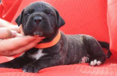 BOSS BULL CANARIO TAMARAN
