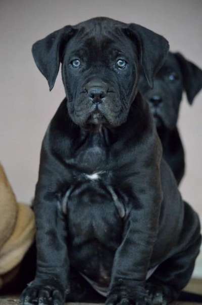 ISIS DE VARRO BULL