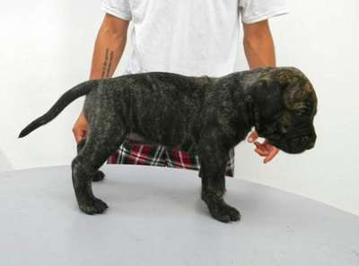 BRONCO DE PEYRE KENNELS