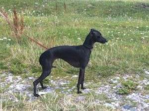 Il Cagnolino Inuccia