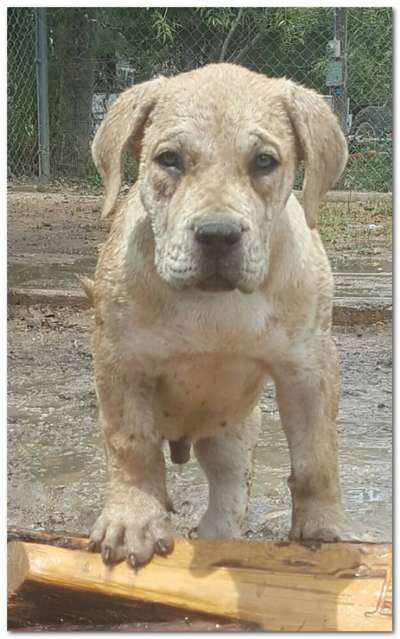 THOR DE AGUILON CAN