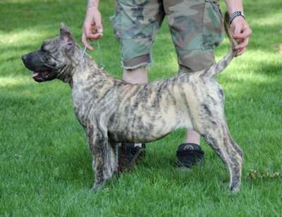 JAZZY DE CANARIAN BULL