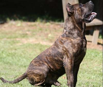 REX RR