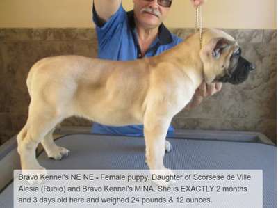 BRAVO KENNEL’S NE NE