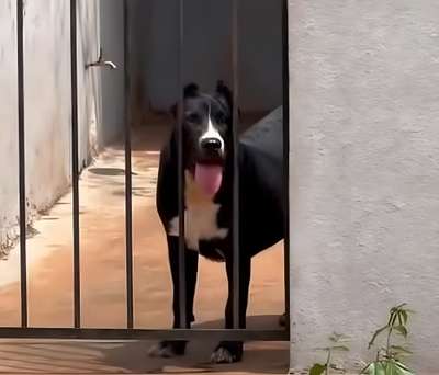 ZAHARA DE CICILLINI PROTECTION DOGS