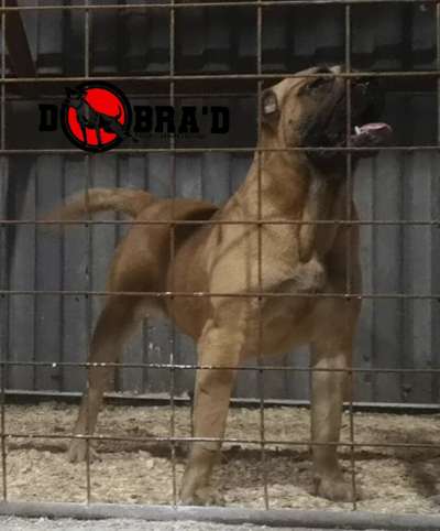 KAYA DEL DOBRA'D KENNEL
