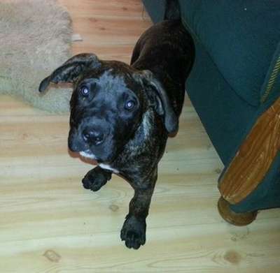 HERCULES K9 MADNESS