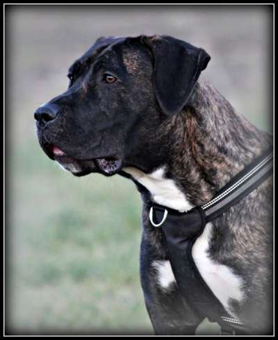 GARM DE CANARIO'S GURIMALLA