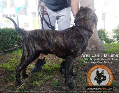 ARES CANIL TARUMA