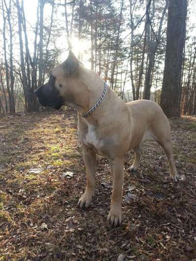 PUMA DE CANARIAN BULL