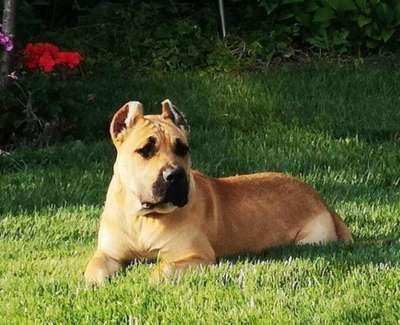 CHLEO OF THUNDER RIDGE