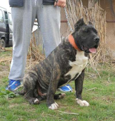 WINSTON BULLSARA DEL PEMBA (ARKAN)
