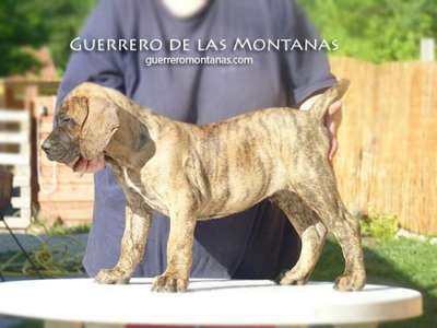 NUNCIO EL GUERRERO DE LAS MONTANAS