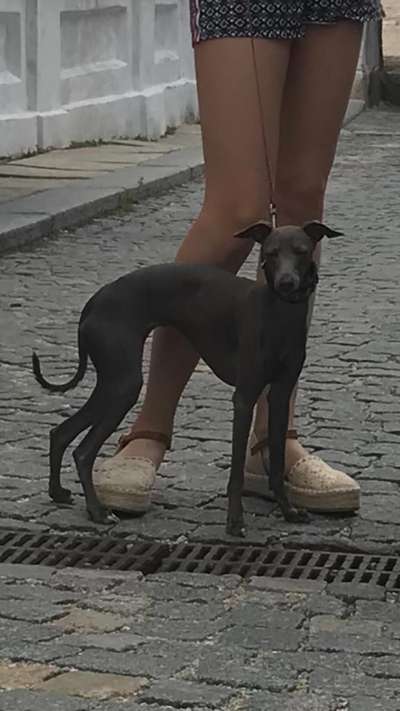 Dafneé Feritte Bugsy