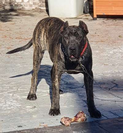 G’ CONGO DE KING ZULU