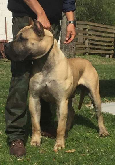 PREMIER PRESAS TITAN