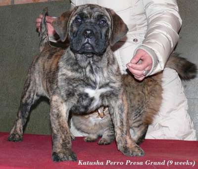 KATUSHA PERRO PRESA GRAND