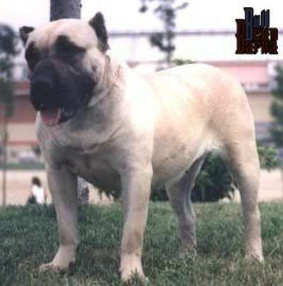 BIELA