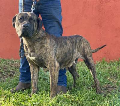 Abril de Irema Curtó