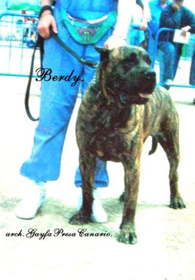 BERDY DE MAYANTIGOT