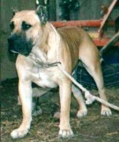 DAUTE DE BARNACAN BULL