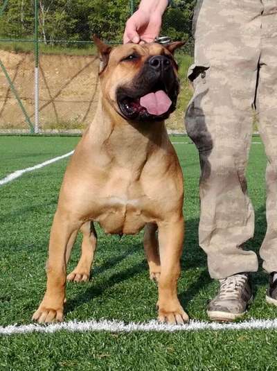 GILDA DE IMPERIO PERROS TROYA