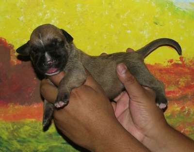 BETANIA DEL REY CHOCOBULL'S